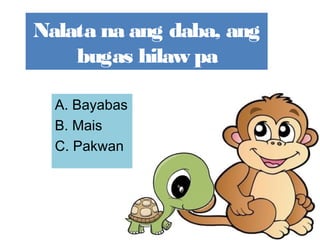 Nalata na ang daba, ang
bugas hilaw pa
A. Bayabas
B. Mais
C. Pakwan
 