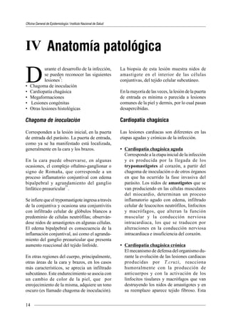 Oficina General de Epidemiología / Instituto Nacional de Salud
14
• Chagoma de inoculación
• Cardiopatía chagásica
• Megaformaciones
• Lesiones congénitas
• Otras lesiones histológicas
Chagoma de inoculación
Corresponden a la lesión inicial, en la puerta
de entrada del parásito. La puerta de entrada,
como ya se ha manifestado está localizada,
generalmente en la cara y los brazos.
En la cara puede observarse, en algunas
ocasiones, el complejo oftalmo-ganglionar o
signo de Romaña, que corresponde a un
proceso inflamatorio conjuntival con edema
bipalpebral y agrandamiento del ganglio
linfático preauricular
35
.
Se infiere que el trypomastigote ingresa a través
de la conjuntiva y ocasiona una conjuntivitis
con infiltrado celular de glóbulos blancos a
predominio de células neutrófilas; observán-
dose nidos de amastigotes en algunas células.
El edema bipalpebral es consecuencia de la
inflamación conjuntival, así como el agranda-
miento del ganglio preauricular que presenta
aumento reaccional del tejido linfoide.
En otras regiones del cuerpo, principalmente,
otras áreas de la cara y brazos, en los casos
más característicos, se aprecia un infiltrado
subcutáneo. Este endurecimiento se asocia con
un cambio de color de la piel, que por
enrojecimiento de la misma, adquiere un tono
oscuro (es llamado chagoma de inoculación).
La biopsia de esta lesión muestra nidos de
amastigote en el interior de las células
conjuntivas, del tejido celular subcutáneo.
En la mayoría de las veces, la lesión de la puerta
de entrada es mínima o parecida a lesiones
comunes de la piel y dermis, por lo cual pasan
desapercibidas.
Cardiopatía chagásica
Las lesiones cardiacas son diferentes en las
etapas agudas y crónicas de la infección.
• Cardiopatía chagásica aguda
Corresponde a la etapa inicial de la infección
y es producida por la llegada de los
trypomastigotes al corazón, a partir del
chagoma de inoculación o de otros órganos
en que ha ocurrido la fase invasiva del
parásito. Los nidos de amastigotes que se
van produciendo en las células musculares
del miocardio, determinan un proceso
inflamatorio agudo con edema, infiltrado
celular de leucocitos neutrófilos, linfocitos
y macrófagos, que alteran la función
muscular y la conducción nerviosa
intracardiaca, los que se traducen por
alteraciones en la conducción nerviosa
intracardiaca e insuficiencia del corazón.
• Cardiopatía chagásica crónica
El mecanismo de defensa del organismo du-
rante la evolución de las lesiones cardiacas
producidas por T.cruzi, reacciona
humoralmente con la producción de
anticuerpos y con la activación de los
linfocitos tisulares y macrófagos que van
destruyendo los nidos de amastigotes y en
su reemplazo aparece tejido fibroso. Esta
Anatomía patológicaIV
D
urante el desarrollo de la infección,
se pueden reconocer las siguientes
lesiones
6
:
 