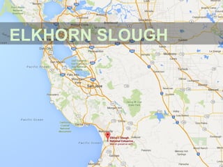 ELKHORN SLOUGH
 