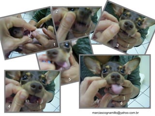 22
55
11
44
33
66
22
marciascognamillo@yahoo.com.br
 