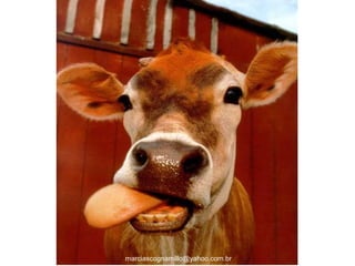 marciascognamillo@yahoo.com.br
 