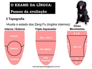 3 Topografia
•Avalia o estado dos Zang Fu (órgãos internos)
O EXAME DA LÍNGUA:O EXAME DA LÍNGUA:
Passos da avaliaçãoPassos da avaliação
marciascognamillo@yahoo.com.br
CincoCinco
MovimentosMovimentos
R e B
FeVB
FeVB
P
C
BP e E
Triplo AquecedorTriplo Aquecedor
Jiao
Superior
Jiao Médio
Jiao Inferior
Interno / ExternoInterno / Externo
Interior
Exterior
Interior
 
