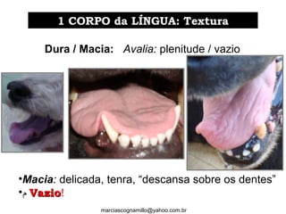Dura / Macia: Avalia: plenitude / vazio
•Macia: delicada, tenra, “descansa sobre os dentes”
•‫ﻡ‬ VazioVazio!
1 CORPO da LÍNGUA: Textura1 CORPO da LÍNGUA: Textura
marciascognamillo@yahoo.com.br
1 CORPO da LÍNGUA: Textura1 CORPO da LÍNGUA: Textura
 