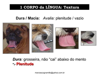 Dura / Macia: Avalia: plenitude / vazio
Dura: grosseira, não “cai” abaixo do mento
•‫ﻡ‬ PlenitudePlenitude
1 CORPO da LÍNGUA: Textura1 CORPO da LÍNGUA: Textura
marciascognamillo@yahoo.com.br
 