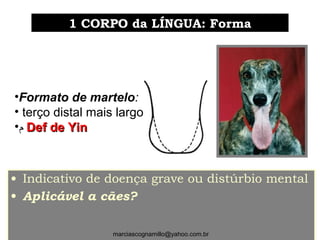 • Indicativo de doença grave ou distúrbio mental
• Aplicável a cães?
1 CORPO da LÍNGUA: Forma1 CORPO da LÍNGUA: Forma
marciascognamillo@yahoo.com.br
•Formato de martelo:
• terço distal mais largo
•‫ﻡ‬ Def de YinDef de Yin
 