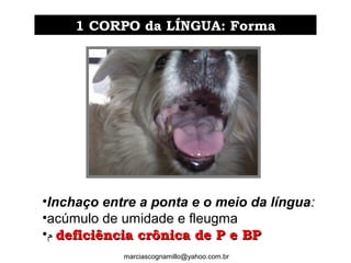 •Inchaço entre a ponta e o meio da língua:
•acúmulo de umidade e fleugma
•‫ﻡ‬ deficiência crônica de P e BPdeficiência crônica de P e BP
1 CORPO da LÍNGUA: Forma1 CORPO da LÍNGUA: Forma
marciascognamillo@yahoo.com.br
 