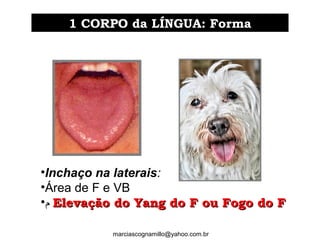 •Inchaço na laterais:
•Área de F e VB
•‫ﻡ‬ Elevação do Yang do F ou Fogo do FElevação do Yang do F ou Fogo do F
1 CORPO da LÍNGUA: Forma1 CORPO da LÍNGUA: Forma
marciascognamillo@yahoo.com.br
 