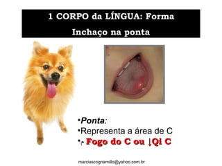 1 CORPO da LÍNGUA: Forma1 CORPO da LÍNGUA: Forma
Inchaço na pontaInchaço na ponta
marciascognamillo@yahoo.com.br
•Ponta:
•Representa a área de C
•‫ﻡ‬ Fogo do C ou ↓Qi CFogo do C ou ↓Qi C
 