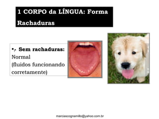 •‫ﻡ‬ Sem rachaduras:Sem rachaduras:
NormalNormal
(fluidos funcionando(fluidos funcionando
corretamente)corretamente)
marciascognamillo@yahoo.com.br
1 CORPO da LÍNGUA: Forma1 CORPO da LÍNGUA: Forma
RachadurasRachaduras
 