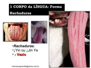 1 CORPO da LÍNGUA: Forma1 CORPO da LÍNGUA: Forma
RachadurasRachaduras
•Rachaduras:
•↓Yin ou ↓Jin Ye
• ‫ﻡ‬ VazioVazio
marciascognamillo@yahoo.com.br
 