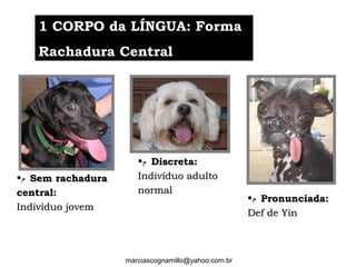 •‫ﻡ‬ Sem rachaduraSem rachadura
central:central:
Indivíduo jovemIndivíduo jovem
•‫ﻡ‬ Discreta:Discreta:
Indivíduo adultoIndivíduo adulto
normalnormal
•‫ﻡ‬ Pronunciada:Pronunciada:
Def de YinDef de Yin
marciascognamillo@yahoo.com.br
1 CORPO da LÍNGUA: Forma1 CORPO da LÍNGUA: Forma
Rachadura CentralRachadura Central
 