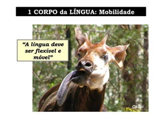 Okapi
““A língua deveA língua deve
ser flexível eser flexível e
móvel”móvel”
1 CORPO da LÍNGUA: Mobilidade1 CORPO da LÍNGUA: Mobilidade
 