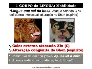 •‫ﻡ‬ Calor externo atacando Xin (C)Calor externo atacando Xin (C)
•‫ﻡ‬ Alteração congênita do Shen (espírito)Alteração congênita do Shen (espírito)
•Língua que sai da boca: Ataque calor ao C ou
deficiência intelectual, alteração no Shen (espírito)
marciascognamillo@yahoo.com.br
1 CORPO da LÍNGUA: Mobilidade1 CORPO da LÍNGUA: Mobilidade
• Indicativo de doença grave. Aplicável a cães?
• Apenas indicativo de alteração de Shen?
 