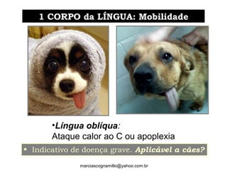 •Língua oblíqua:
Ataque calor ao C ou apoplexia
1 CORPO da LÍNGUA: Mobilidade1 CORPO da LÍNGUA: Mobilidade
• Indicativo de doença grave. Aplicável a cães?
marciascognamillo@yahoo.com.br
 