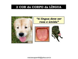 2 COR do CORPO da LÍNGUA2 COR do CORPO da LÍNGUA
marciascognamillo@yahoo.com.br
““A língua deve serA língua deve ser
rosa e úmida”rosa e úmida”
 