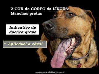 Indicativo de
doença grave
• Aplicável a cães?
marciascognamillo@yahoo.com.br
2 COR do CORPO da LÍNGUA:2 COR do CORPO da LÍNGUA:
Manchas pretasManchas pretas
 
