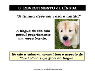 3 REVESTIMENTO da LÍNGUA3 REVESTIMENTO da LÍNGUA
““A língua deve ser rosa e úmida””
marciascognamillo@yahoo.com.br
A língua do cão nãoA língua do cão não
possui propriamentepossui propriamente
um revestimento.um revestimento.
No cão a saburra normal tem o aspecto deNo cão a saburra normal tem o aspecto de
“brilho” na superfície da língua.“brilho” na superfície da língua.
 