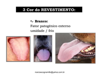 •‫ﻡ‬ Branco:Branco:
Fator patogênico externoFator patogênico externo
umidade / frioumidade / frio
33 Cor do REVESTIMENTO:Cor do REVESTIMENTO:
marciascognamillo@yahoo.com.br
 