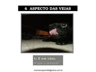 6 ASPECTO DAS VEIAS6 ASPECTO DAS VEIAS
•‫ﻡ‬ E em cães,E em cães,
O que é normal?O que é normal?
marciascognamillo@yahoo.com.br
 