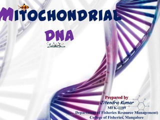 Mitochondrial
DNA

Jitendra Kumar
MFK-1109
Department of Fisheries Resource Management)
jitenderanduat@gmail.com
College of Fisheries, Mangalore

 