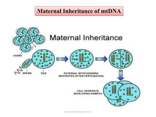 Maternal Inheritance of mtDNA

jitenderanduat@gmail.com

 
