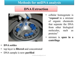 Methods for mtDNA analysis
DNA Extraction
• cellular homogenate is
“exposed to a mixture
of organic chemicals
that separate the DNA
from other biological
molecules, such as
proteins”
• mixture is spun in a
centrifuge

• DNA settles
• top layer is filtered and concentrated
• DNA sample is now purified
jitenderanduat@gmail.com

 