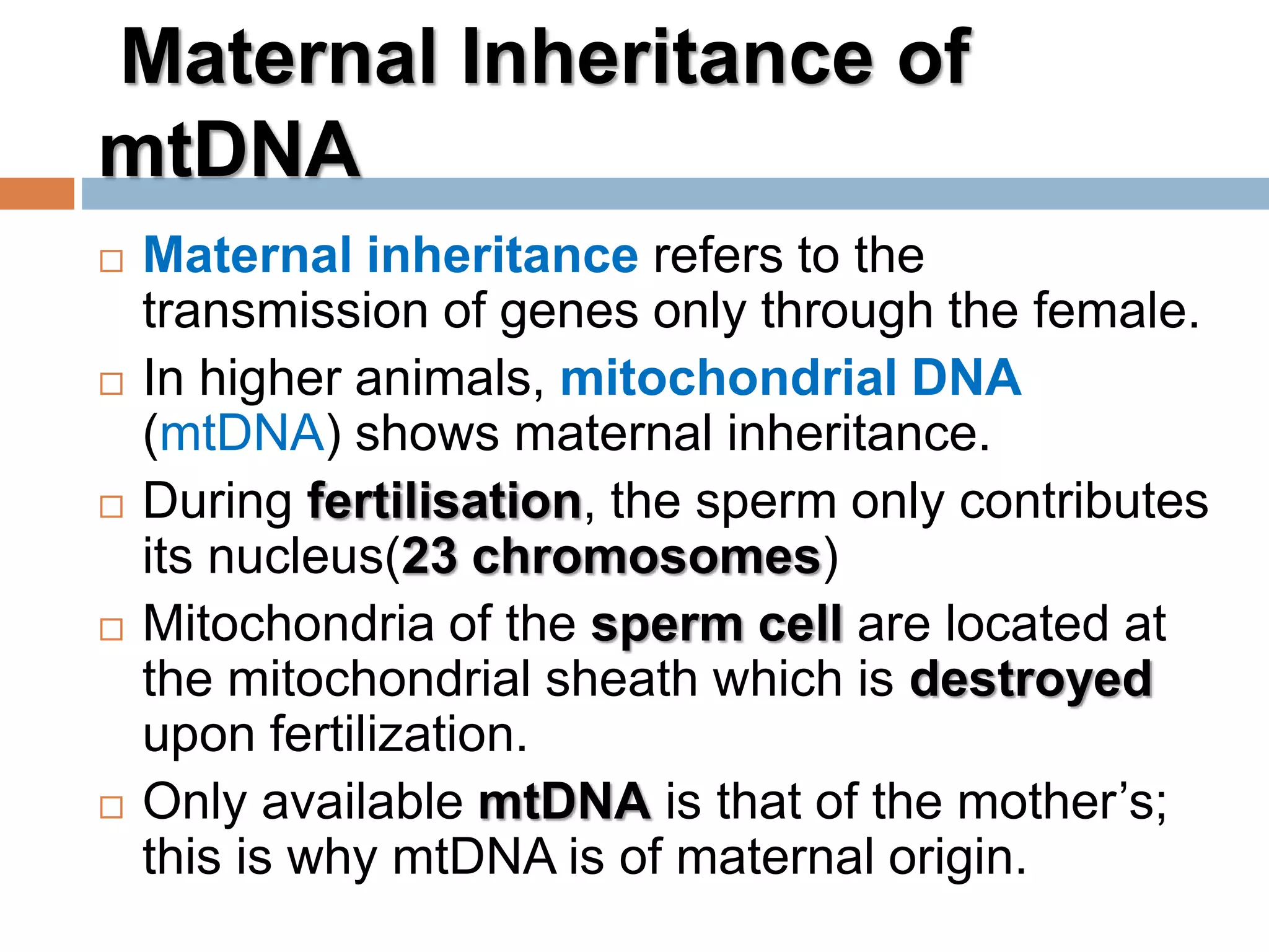 Mitochondrial DNA | PPTX