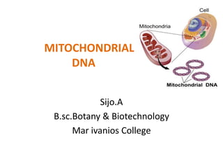 MITOCHONDRIAL
DNA
Sijo.A
B.sc.Botany & Biotechnology
Mar ivanios College
 