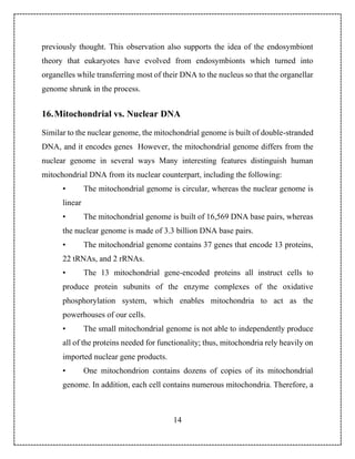 Mitochondrial DNA Report - Rasol Sindy | PDF