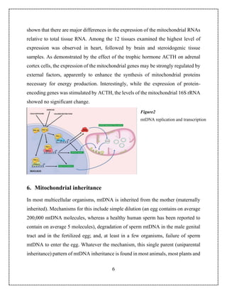 6
shown that there are major differences in the expression of the mitochondrial RNAs
relative to total tissue RNA. Among t...
