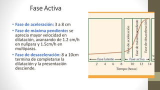 Fase Activa
• Fase de aceleración: 3 a 8 cm
• Fase de máxima pendiente: se
aprecia mayor velocidad en
dilatación, avanzando de 1.2 cm/h
en nulípara y 1.5cm/h en
multíparas.
• Fase de desaceleración: 8 a 10cm
termina de completarse la
dilatación y la presentación
desciende.
 