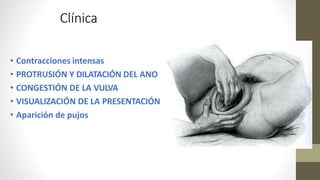 Clínica
• Contracciones intensas
• PROTRUSIÓN Y DILATACIÓN DEL ANO
• CONGESTIÓN DE LA VULVA
• VISUALIZACIÓN DE LA PRESENTACIÓN
• Aparición de pujos
 
