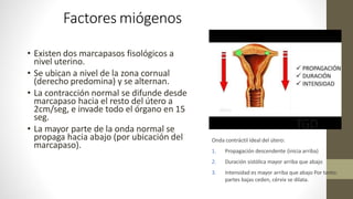 Factores miógenos
• Existen dos marcapasos fisológicos a
nivel uterino.
• Se ubican a nivel de la zona cornual
(derecho predomina) y se alternan.
• La contracción normal se difunde desde
marcapaso hacia el resto del útero a
2cm/seg, e invade todo el órgano en 15
seg.
• La mayor parte de la onda normal se
propaga hacia abajo (por ubicación del
marcapaso).
Onda contráctil ideal del útero:
1. Propagación descendente (inicia arriba)
2. Duración sistólica mayor arriba que abajo
3. Intensidad es mayor arriba que abajo Por tanto:
partes bajas ceden, cérvix se dilata.
TGD
 