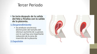 Tercer Periodo
• Se incia después de la salida
del feto y finaliza con la salida
de la placenta.
1.Desprendimiento
• Se produce una brusca
disminución del tamaño del
úteroun aumento de su grosor,
con lo cual hay una importante
reducción de la zona de
inserción de la placenta
2.Expulsión
 