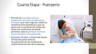 Cuarta Etapa - Puerperio
• Periodo de transformaciones
progresivas de orden anatómico y
funcional que hace regresar todas las
modificaciones gravídicas y que se
opera por un proceso de involución
hasta casi restituirlas al estado
primitivo. Solo la glándula mamaria
hace excepción a lo expresado.
• Duración: 42 días. comprende desde
el final del parto hasta la
recuperación de las condiciones
anátomofuncionales del embarazo.
 