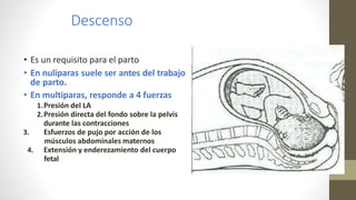 Descenso
• Es un requisito para el parto
• En nuliparas suele ser antes del trabajo
de parto.
• En multiparas, responde a 4 fuerzas
1.Presión del LA
2.Presión directa del fondo sobre la pelvis
durante las contracciones
3. Esfuerzos de pujo por acción de los
músculos abdominales maternos
4. Extensión y enderezamiento del cuerpo
fetal
 