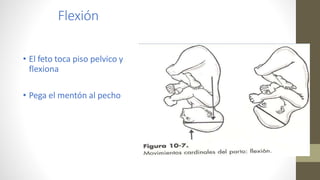 Flexión
• El feto toca piso pelvico y
flexiona
• Pega el mentón al pecho
 