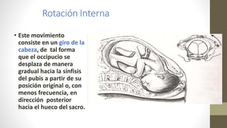 Rotación Interna
• Este movimiento
consiste en un giro de la
cabeza, de tal forma
que el occipucio se
desplaza de manera
gradual hacia la sínfisis
del pubis a partir de su
posición original o, con
menos frecuencia, en
dirección posterior
hacia el hueco del sacro.
 
