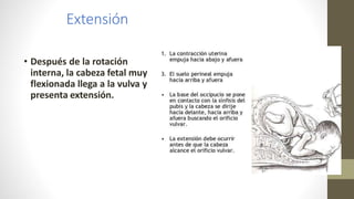 Extensión
• Después de la rotación
interna, la cabeza fetal muy
flexionada llega a la vulva y
presenta extensión.
 