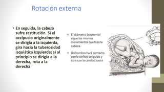 Rotación externa
• En seguida, la cabeza
sufre restitución. Si el
occipucio originalmente
se dirigía a la izquierda,
gira hacia la tuberosidad
isquiática izquierda; si al
principio se dirigía a la
derecha, rota a la
derecha
 