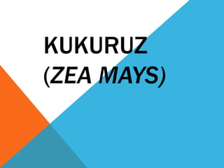 KUKURUZ
(ZEA MAYS)
 