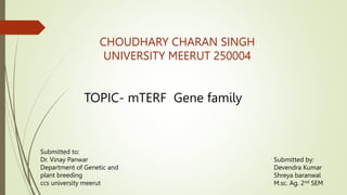 CHOUDHARY CHARAN SINGH
UNIVERSITY MEERUT 250004
TOPIC- mTERF Gene family
Submitted by:
Devendra Kumar
Shreya baranwal
M.sc. Ag. 2nd SEM
Submitted to:
Dr. Vinay Panwar
Department of Genetic and
plant breeding
ccs university meerut
 