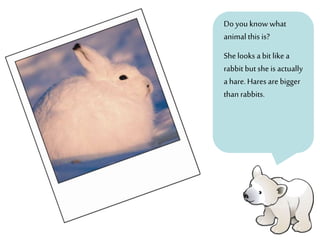 Do you knowwhat
animal this is?
Shelooks a bit like a
rabbit butshe is actually
a hare. Hares are bigger
than rabbits.
 