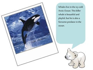 Whales live in the icy cold
Arctic Ocean.This killer
whale is beautiful and
playful, but heis also a
fiersome predator in the
ocean.
 