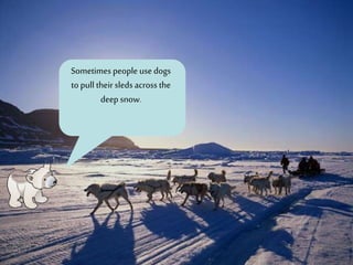 Sometimes people usedogs
to pull their sleds across the
deep snow.
 