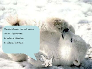 The Articis freezing cold for3 reasons:
The sun’sraystravel far.
Ice andsnowreflect heat.
Ice andsnowchill theair.
 