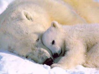Magic Tree House Polar Bears Past Bedtime:  Overview of the Arctic