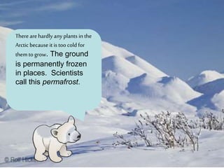 Therearehardly any plants in the
Arctic because it is too cold for
them to grow. The ground
is permanently frozen
in places. Scientists
call this permafrost.
 