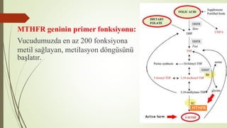 MTHFR geninin primer fonksiyonu:
Vucudumuzda en az 200 fonksiyona
metil sağlayan, metilasyon döngüsünü
başlatır.
 
