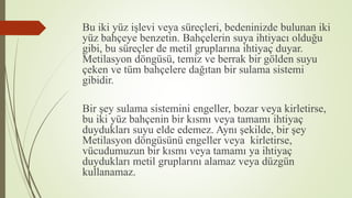 Bu iki yüz işlevi veya süreçleri, bedeninizde bulunan iki
yüz bahçeye benzetin. Bahçelerin suya ihtiyacı olduğu
gibi, bu süreçler de metil gruplarına ihtiyaç duyar.
Metilasyon döngüsü, temiz ve berrak bir gölden suyu
çeken ve tüm bahçelere dağıtan bir sulama sistemi
gibidir.
Bir şey sulama sistemini engeller, bozar veya kirletirse,
bu iki yüz bahçenin bir kısmı veya tamamı ihtiyaç
duydukları suyu elde edemez. Aynı şekilde, bir şey
Metilasyon döngüsünü engeller veya kirletirse,
vücudumuzun bir kısmı veya tamamı ya ihtiyaç
duydukları metil gruplarını alamaz veya düzgün
kullanamaz.
 